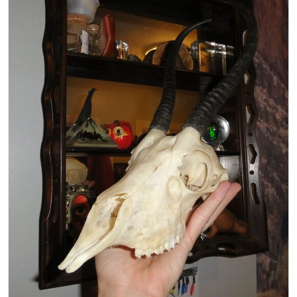 Real Springbok Skull taxidermy oddity curiosity goth gothic - Picture 15 of 16
